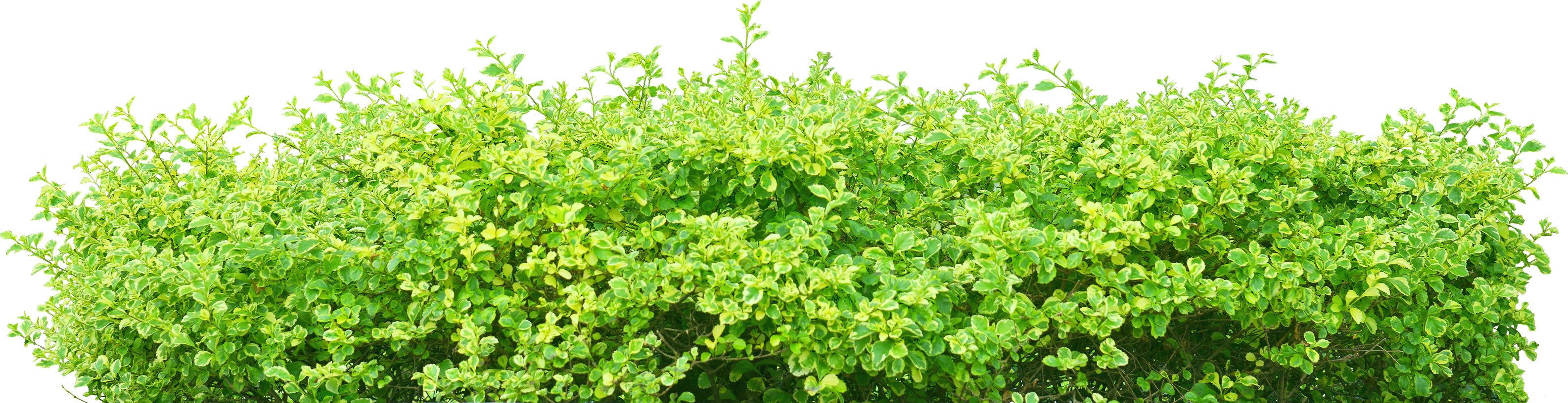 Bush