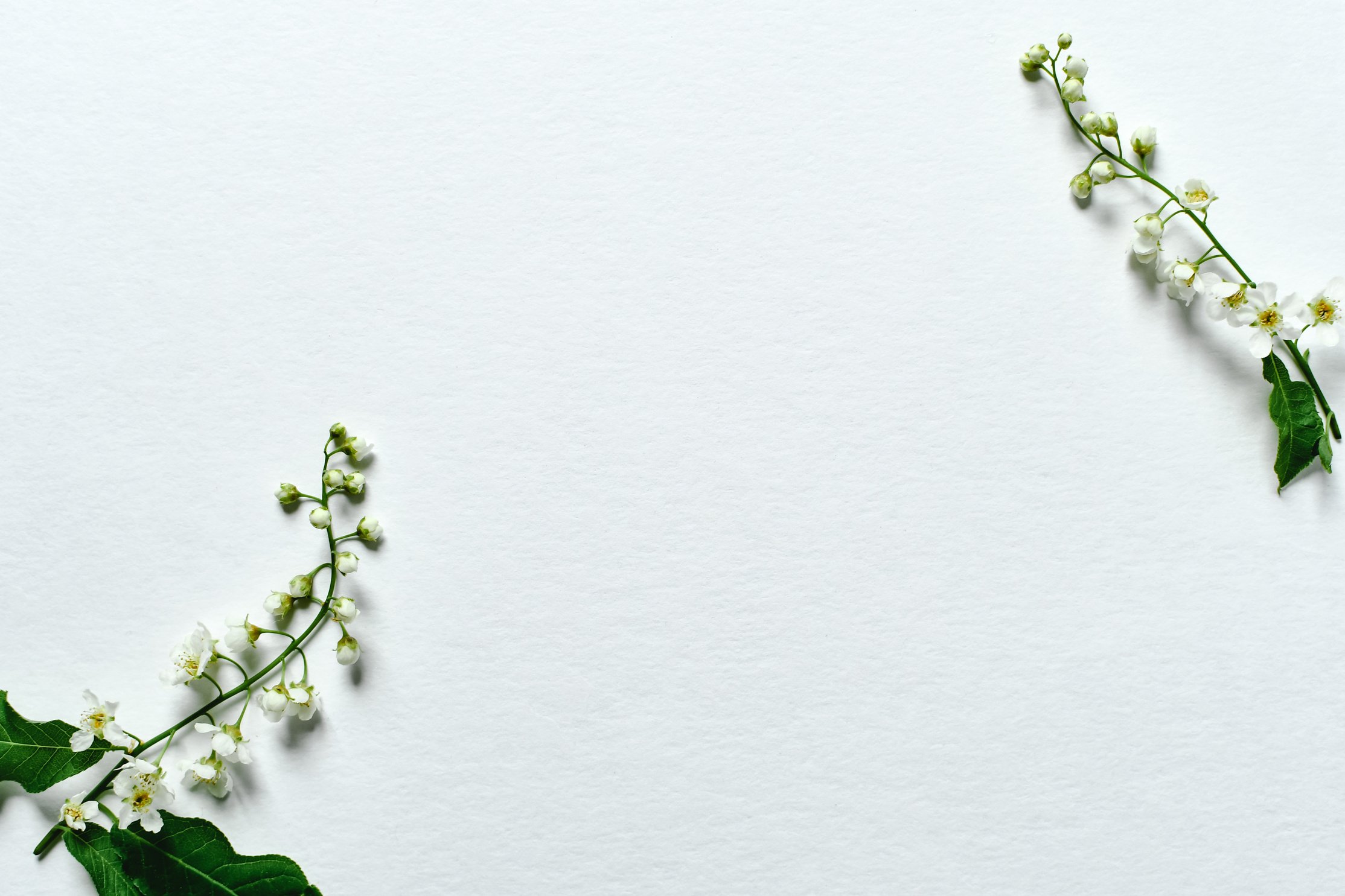White Flowers on White Background