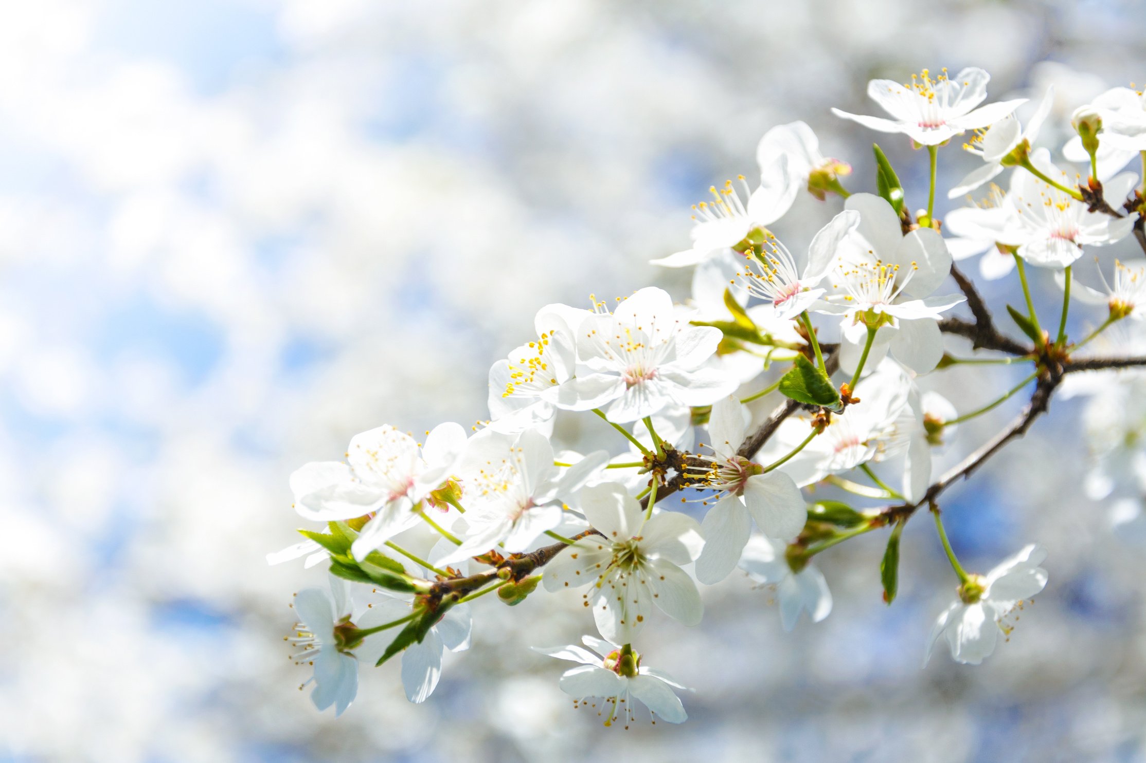 Flowering Crabapple Flowers